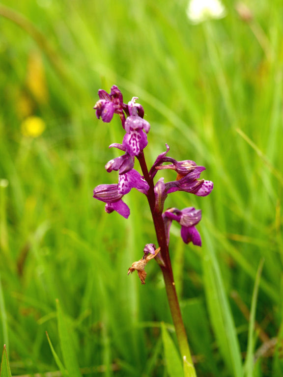 Dubbi du due orchidee